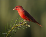 Summer Tanager