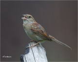  Bachmans Sparrow