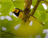 Hooded Warbler