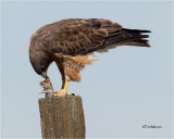 Swainsons Hawk  / Gopher (not a good day for the Gopher)