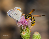  Acmon Blue-Paper Wasp 