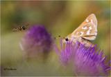 Western Branded Skipper  ( Better to be lucky then good)