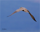  Peregrine Falcon 