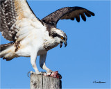   Osprey 