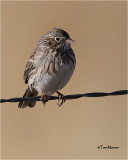  Vesper Sparrow 