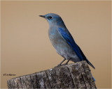  Mountain Bluebird 