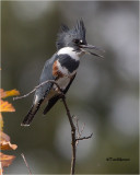  Belted Kingfisher 