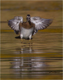  Wood Duck 