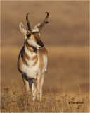  Pronghorn Antelope 