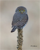  Pygmy Owl 