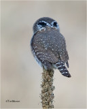  Pygmy Owl  