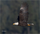  Bald Eagle 