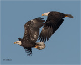  Bald Eagles 