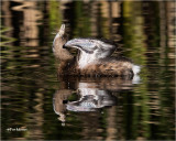 Pied-billed Grebe