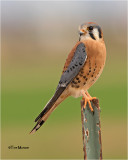  American  Kestrel