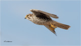  Prairie Falcon 