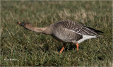 Tundra Bean-goose 