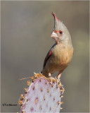 Pyrrhuloxia