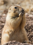  Prairie Dog 