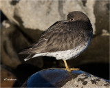 Surfbird