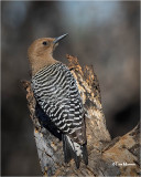 Gila Woodpecker