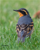 Varied Thrush