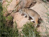  Bobcat  (Captive)