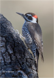  Arizona Woodpecker  (male)