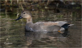  Gadwall 