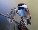 Chestnut-backed Chickadee