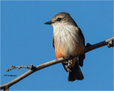  Vermilion Flycatcher 