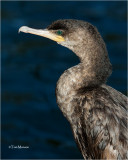 Neotropic Cormorant