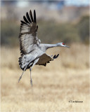 Sandhill Crane