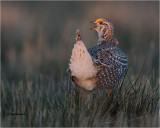  Sharp-tailed Grouse 