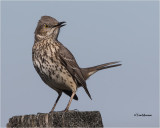 Sage Thrasher