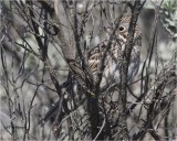 Vesper Sparrow