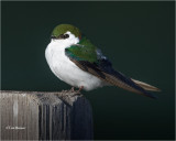 Violet-green Swallow