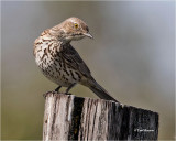  Sage Thrasher 