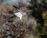 Northern Harrier