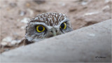  Burrowing Owl 