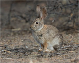  Cottontail Rabbit 