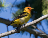 Western Tanager
