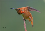  Rufous Hummingbird 