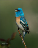 Lazuli Bunting