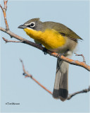 Yellow-breasted Chat 