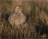 Sharp-tailed Grouse 
