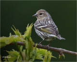 Pine Siskin 