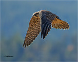  Peregrine Falcon 