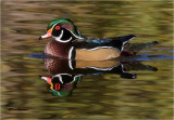  Wood Duck 