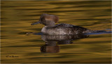 Hooded Merganser (female)